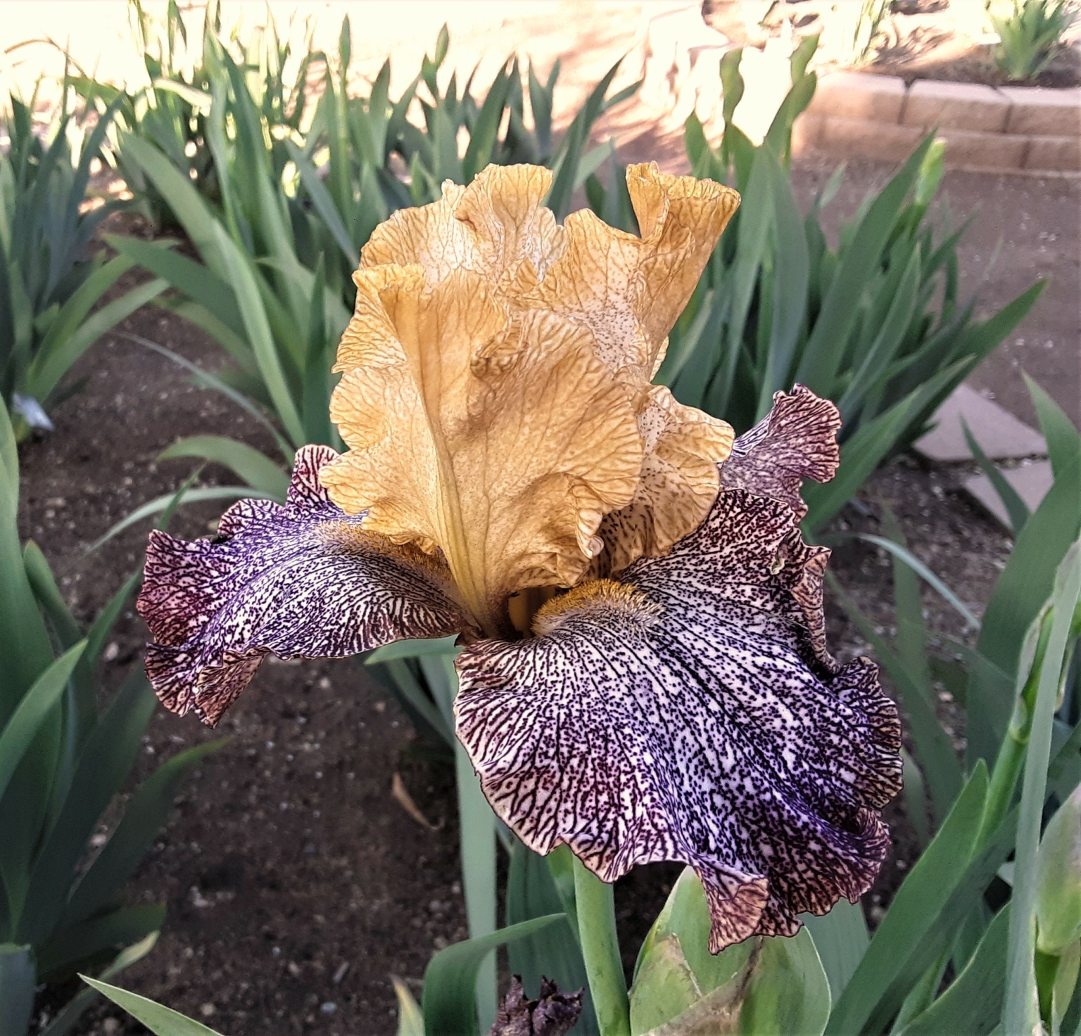 Temporal Anomaly Brenda S Joy Iris