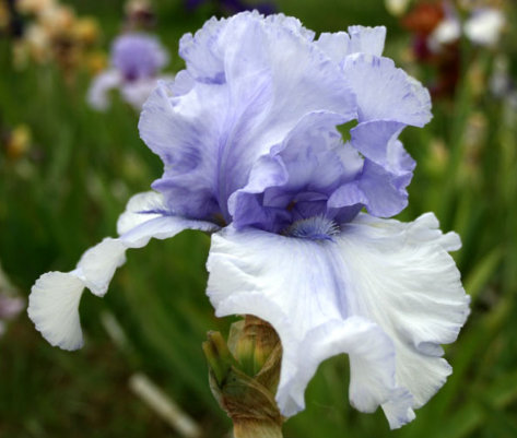 Bye Bye Blues - Brenda's Joy Iris