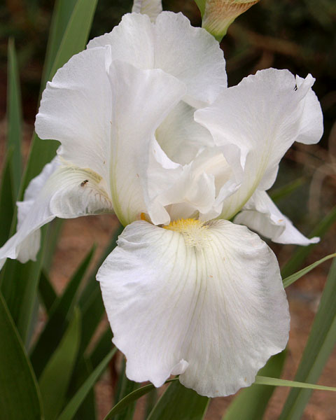 Immortality - Brenda's Joy Iris