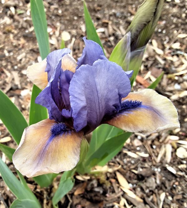 SDB, Iris, Historic, What Again, Allan Ensminger 1991