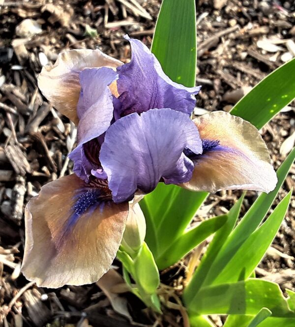 SDB, Iris, Historic, What Again, Allan Ensminger 1991