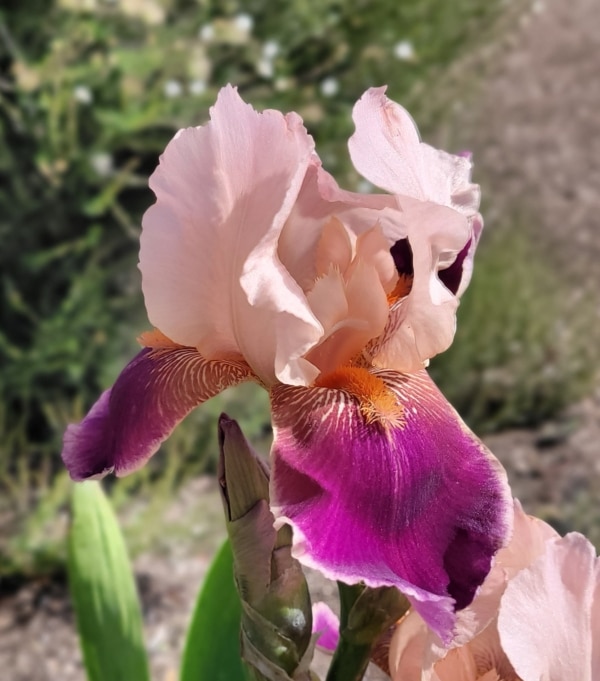 TB, Iris, Historic, Gay Geisha, Marvin Olson, 1961