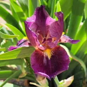 BB, Iris, Boot Hill, Paul Black 1999