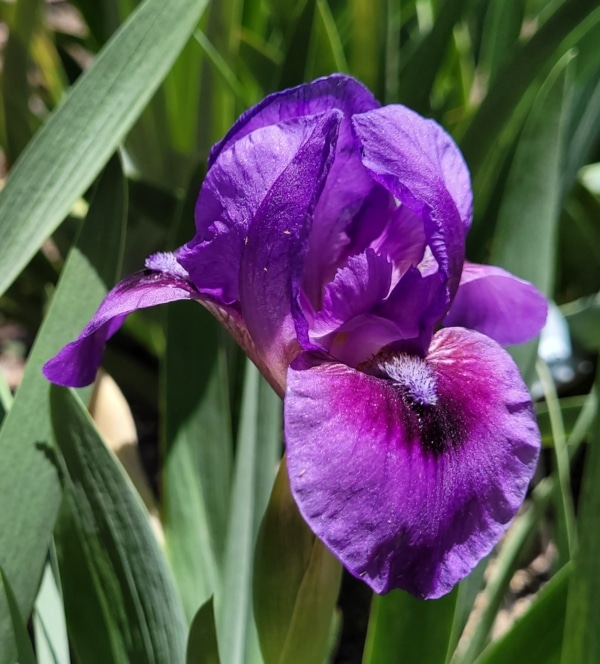 AB, Iris, Rebloom, Violet Storm, Richard Tasco 2019