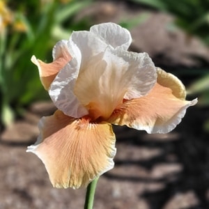 BB, Iris, Historic, Sonja's Selah, Allan Ensminger 1989