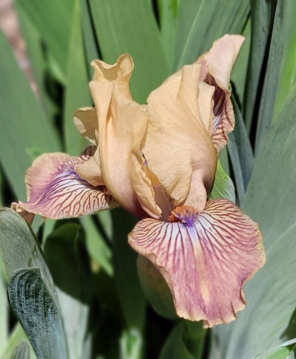 SDB, Iris, Hugh Stout, 2013