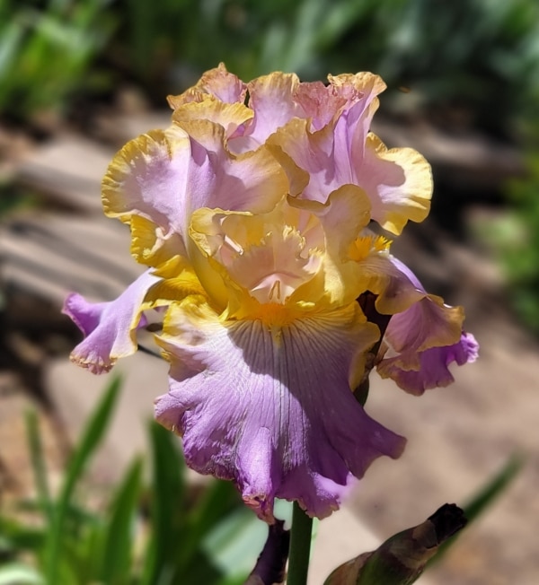 Iris, tall bearded, fragrant, Frederick Kerr 2006