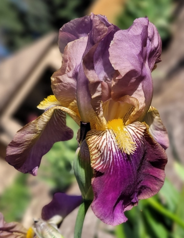 TB, Iris, Historic, Francheville, Ferdinand Cayeux 1927