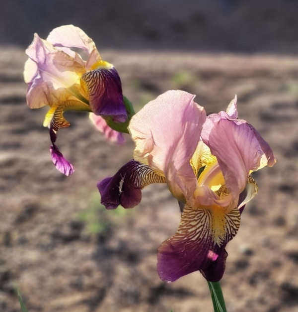 TB, Iris, Historic, Francheville, Ferdinand Cayeux 1927