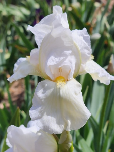 Frosted Starlight - Brenda's Joy Iris