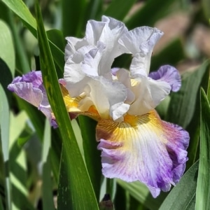 Fragrant Irises