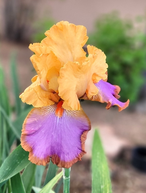 TB, Iris, Grand Canyon Sunset, Schreiner, 2011