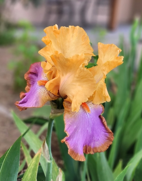 TB, Iris, Grand Canyon Sunset, Schreiner, 2011