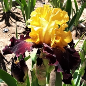 TB, Iris, Kathy Chilton, Frederick Kerr 2006