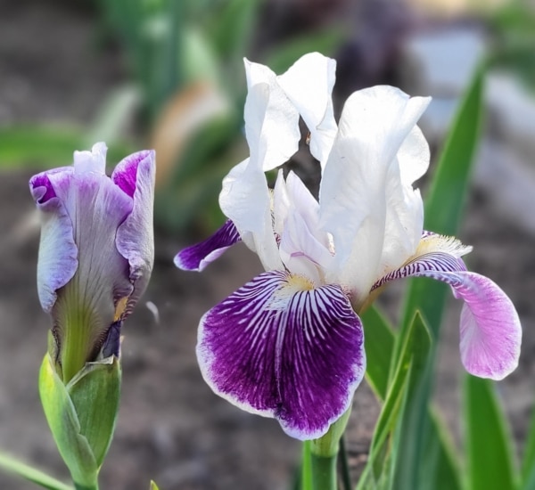 TB, Iris, Historic, Mrs Andrist, Willis E. Fryer 1919