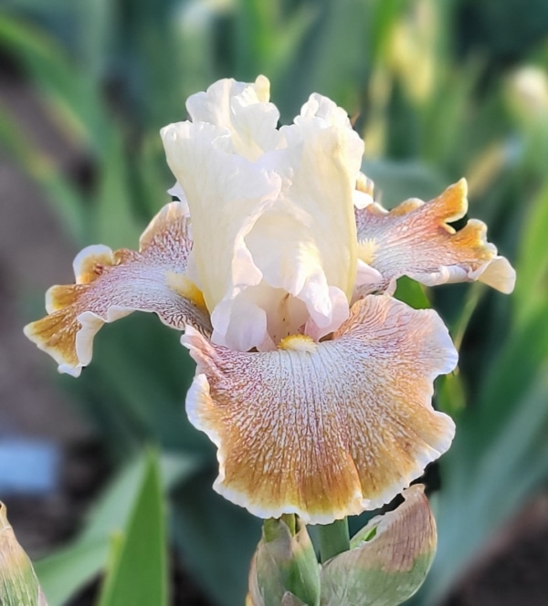 TB, Iris, Owyhee Desert, Lucille Pinkston 1997