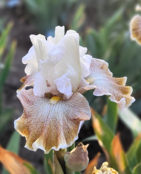 TB, Iris, Owyhee Desert, Lucille Pinkston 1997