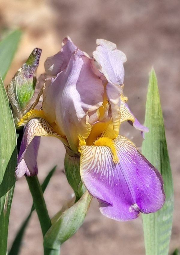 TB, Iris, Historic, Sérénité, Ferdinand Cayeux 1931