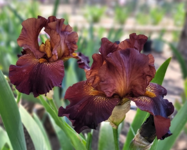 TB, Iris, Double Chocolate, John Painter 2014