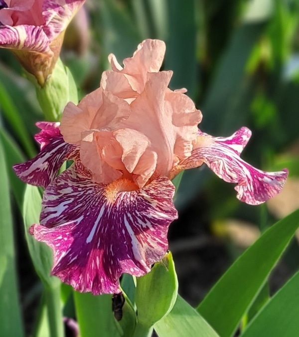 Anaconda Love - Brenda's Joy Iris