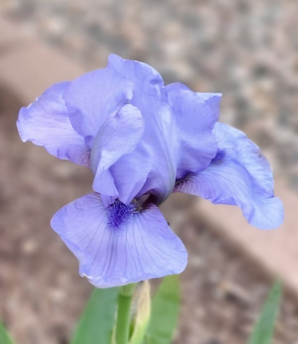 IB, Iris, Historic, Az Ap, Allan Ensminger 1980