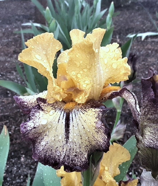TB, Iris, Aggressively Forward, Sterling Innerst 1995