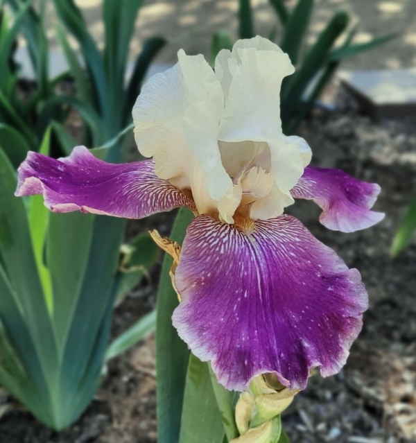 TB, Iris, Historic, Guardian Garden , Schreiner 1977