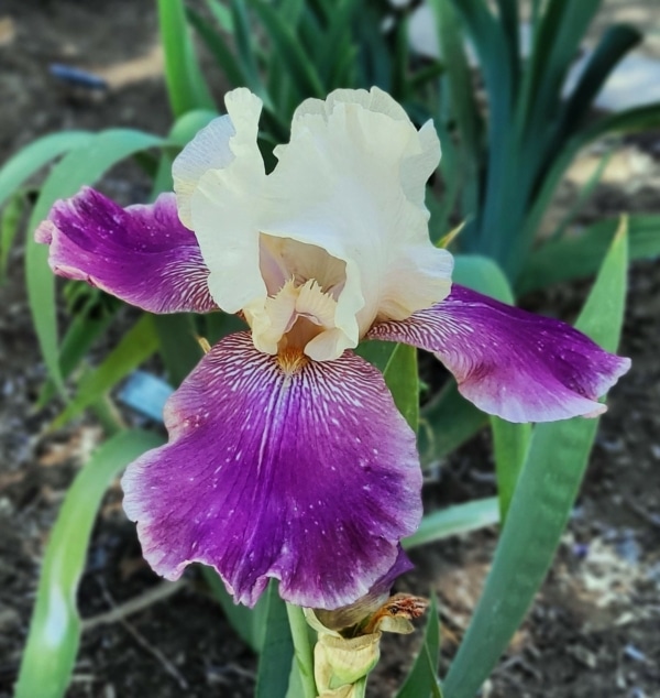 TB, Iris, Historic, Guardian Garden , Schreiner 1977