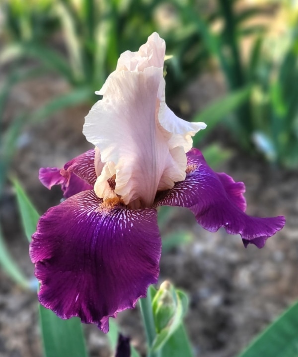 TB, Iris, Historic, Guardian Garden , Schreiner 1977