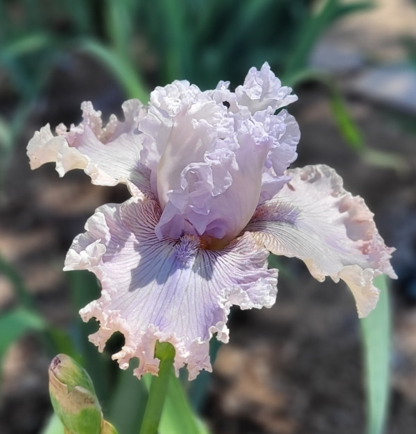 TB, Iris, Fragrant. Full of Hope, Thomas Johnson 2018