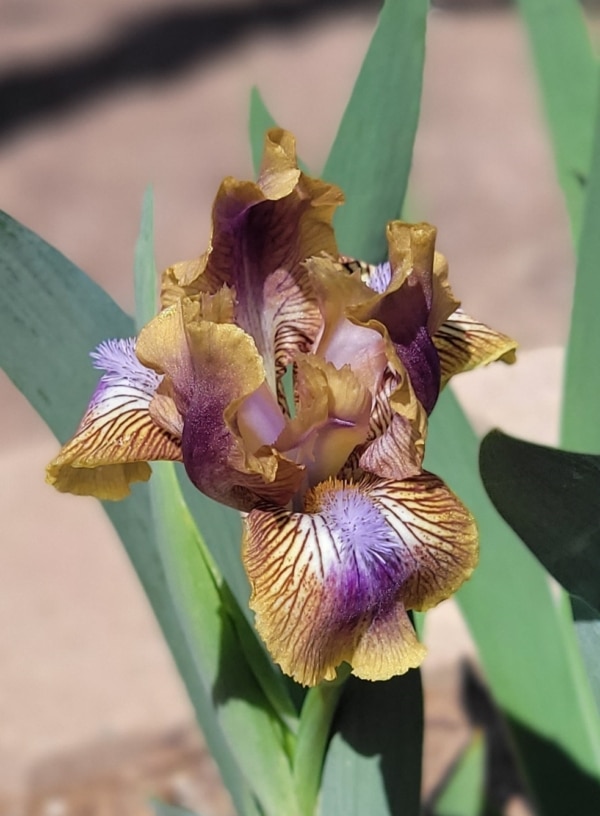 SDB, Iris, Fragrant, Kewlopolis, Hugh Stout 2017