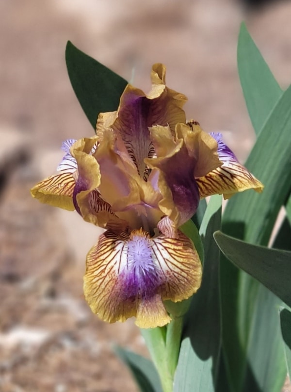 SDB, Iris, Fragrant, Kewlopolis, Hugh Stout 2017