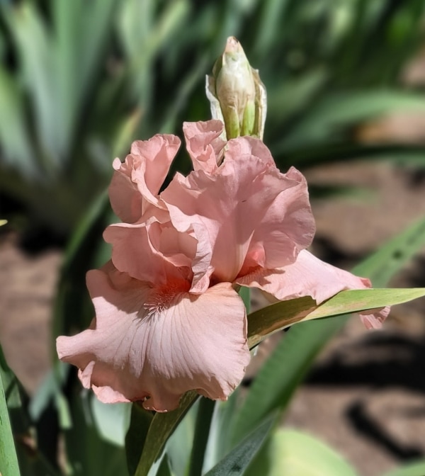 Iris-tall bearded-Schoolboy Heart, Thomas Johnson, 2007