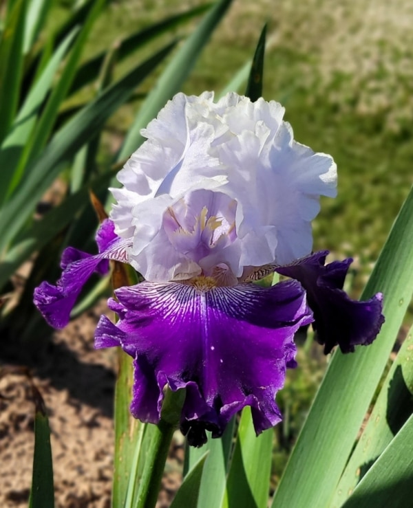 Iris, Tall Bearded, Fragrant, Slovak Prince, Anton Mego, 2003