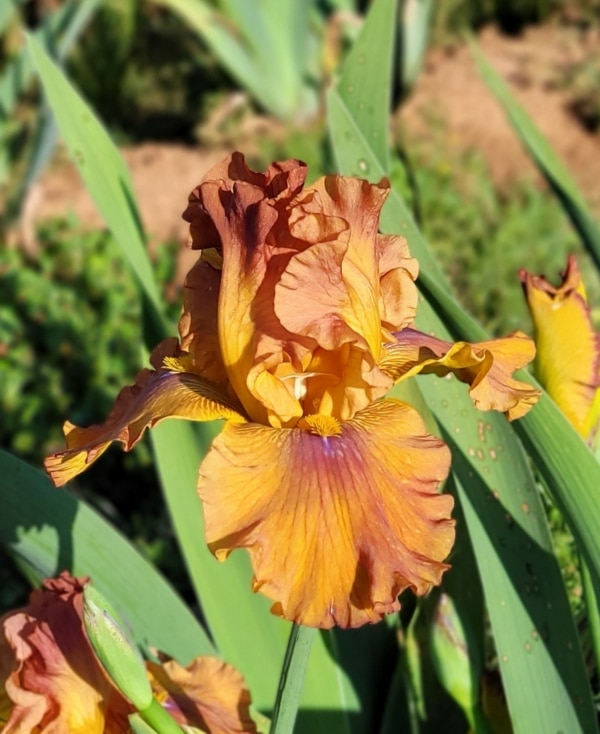 Iris, Tall Bearded, Spice Trader, John Painter, 2010