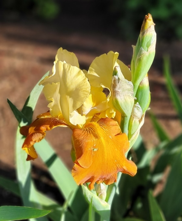 Iris, Tall bearded, Historic, Fall Fiest, Schreiner, 1992