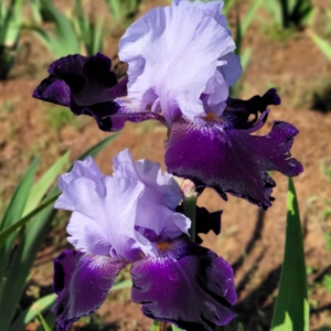 Iris, Tall Bearded, Historic, Tempting Fate, Duane Meek, 1993