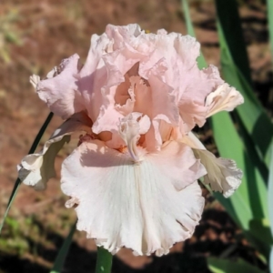 Iris, Tall Bearded, Space Age, Horns, Flounces, Fragrant, Spirits Rising, Lynda Miller, 2006