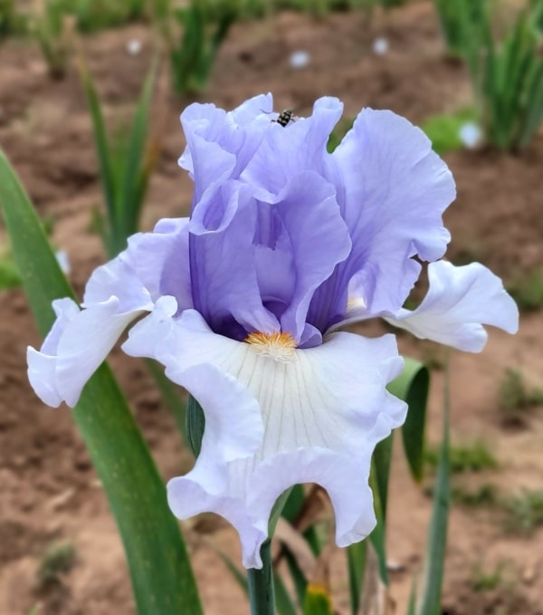 Iris, Tall Bearded, Southwest Sweetheart, Alton Pyburn, 2015