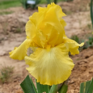 Iris, Tall Bearded, Historic, Dykes, New Moon, N. Sexton 1968