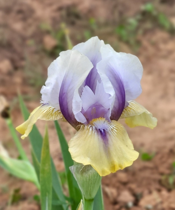 Iris, Intermediate Bearded, Rebloom, Double Youe Fun, J. T. Aitken, 2020