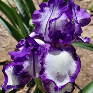 Iris, Tall Bearded. Dykes, Historic, Stepping Out, Schreiner, 1964