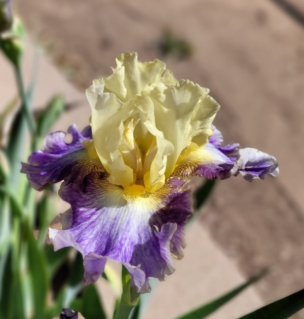 Iris, Tall Bearded, Fragrant, Sunny Glitter, Schreiner, 2019