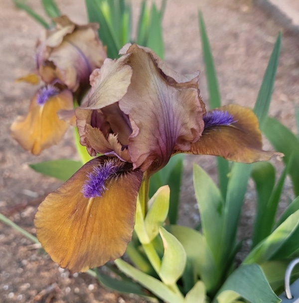 Iris, Standard Dwarf Bearded, Historic, Siamese Kitten, A. & D. Willott 1972