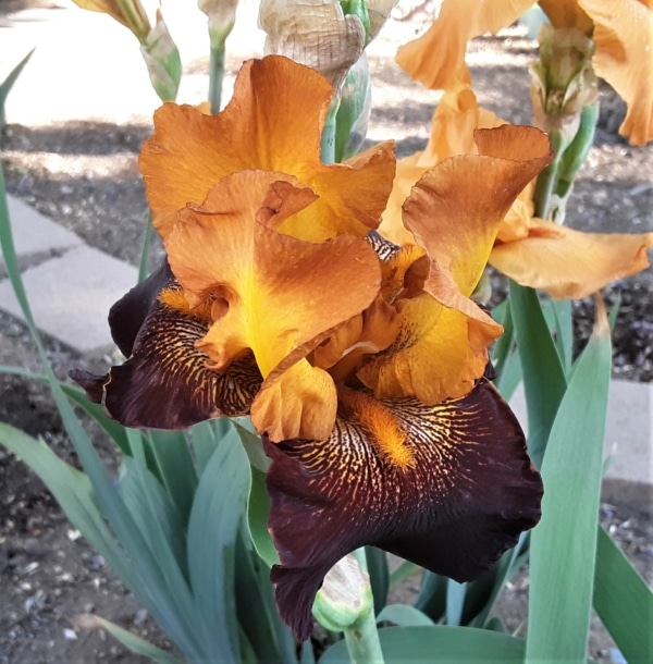 Iris, Tall Bearded, Historic, Purple based foliage, American Sweetheart, N. Sexton, 1983