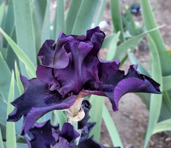 Iris, Tall Bearded, Dykes, Fragrant, Before The Storm, Sterling Innerst, 1989