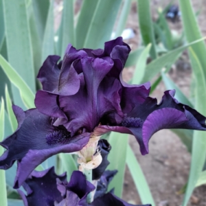 Iris, Tall Bearded, Dykes, Fragrant, Before The Storm, Sterling Innerst, 1989