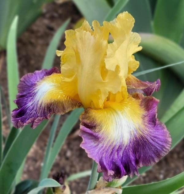 TB, Iris, Rebloom, Bold Move, Michael Sutton 2008