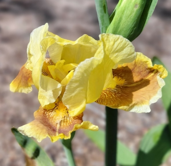 Iris, TB, Carmel Sundae, Historic, Lloyd Zurbrigg, 1960