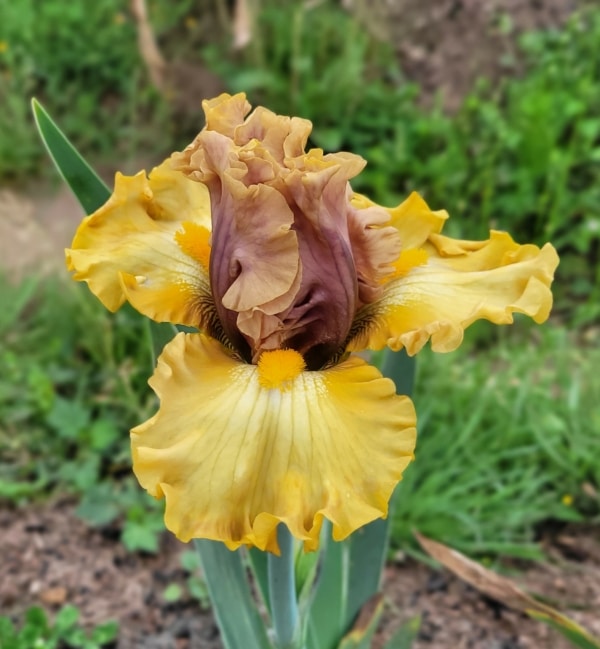 Iris, Tall Bearded, Purple Based Foliage, Brass Lamp, Keith Keppel, 2018